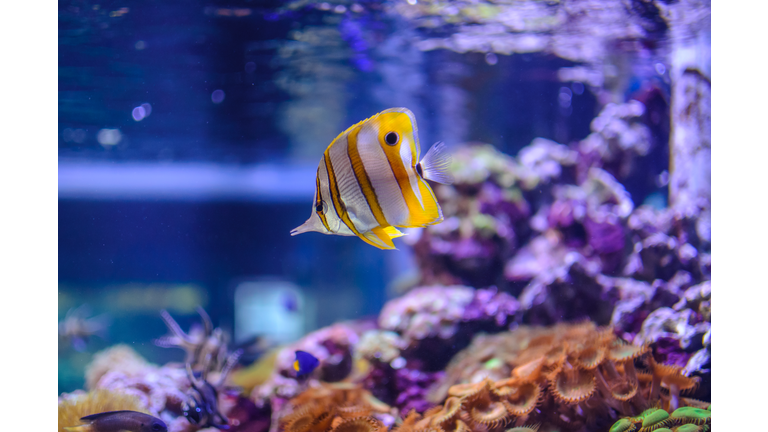 Close-Up Of Yellow Fish Swimming In Aquarium