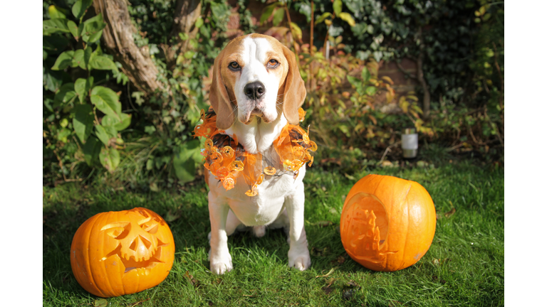 Halloween Pets