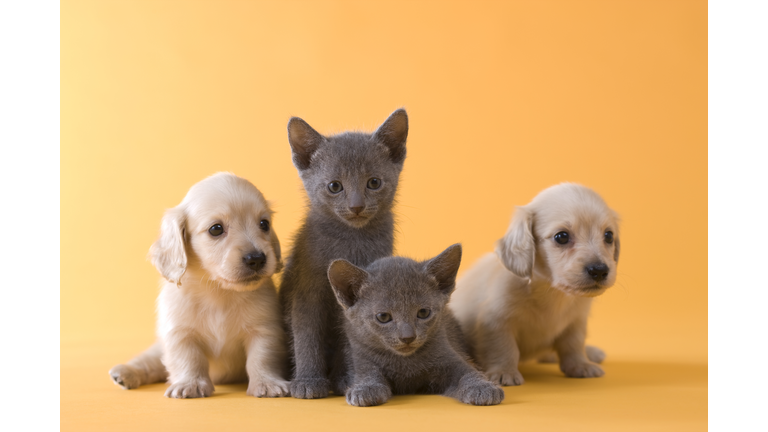 Two Russian Blue Kittens and Two Dachshund Puppies