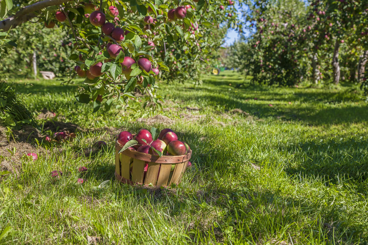 Apple harvest