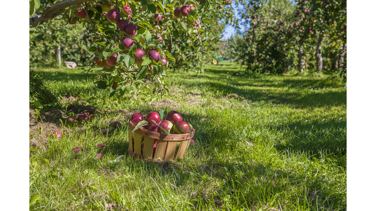 Apple harvest