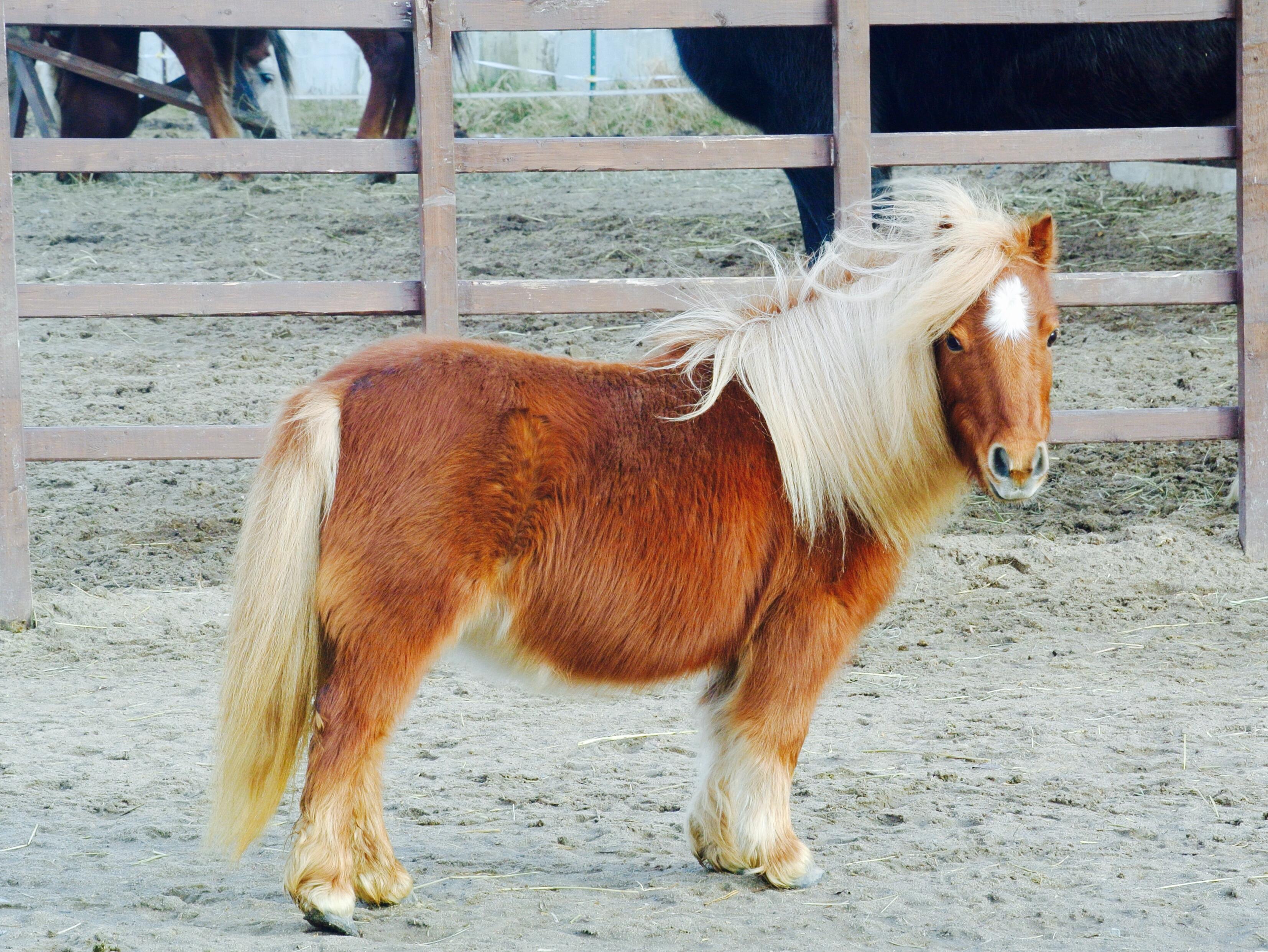 mini horse