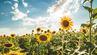Hunterdon County Farmer honored for record breaking sunflower