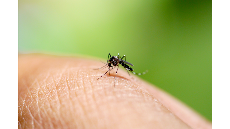 Aedes mosquito sucking blood