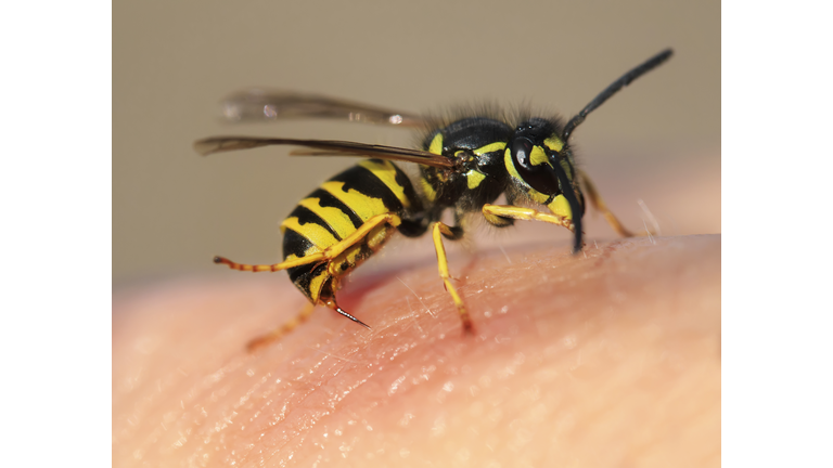 striped angry wasp stuck a sharp thorn in the human skin