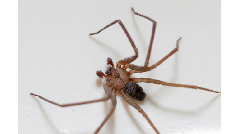 Brown Recluse Spider