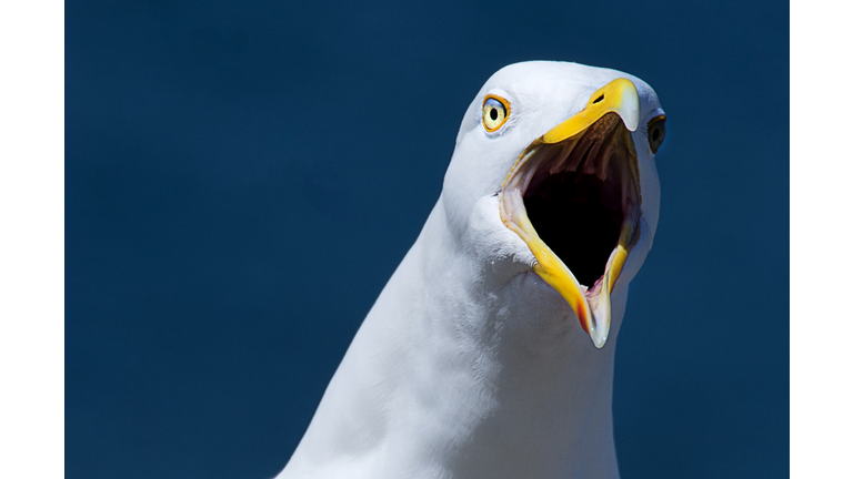 Close up of a seagull head