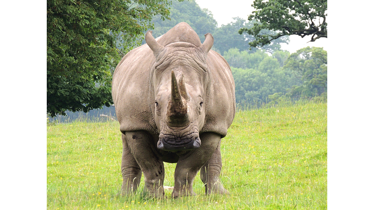 Rhinoceros On Grassy Field