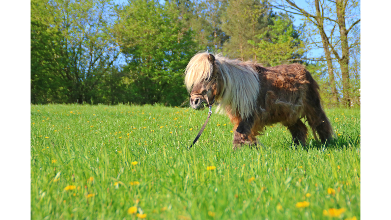 Miniature Horse On Field