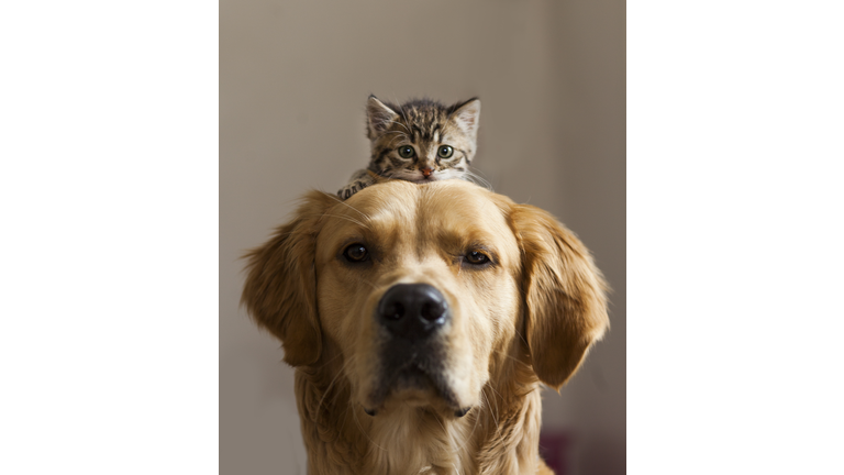 Kitten sitting on dog