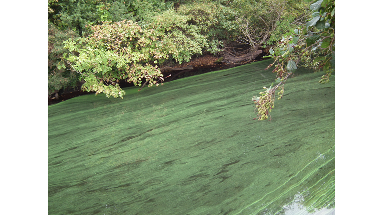 Blue Green Algae