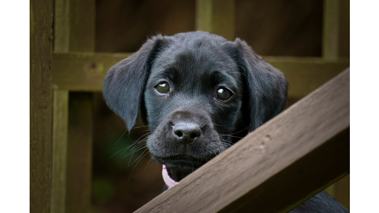 Labrador Puppy behind a fence