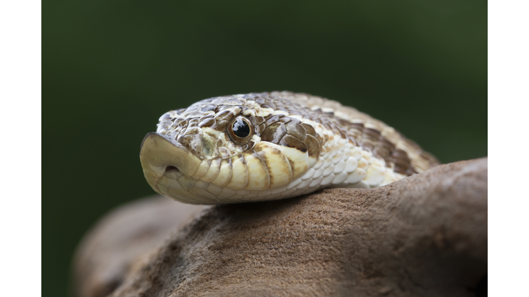 Western Hognose Snake -