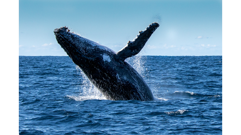 Breaching Humpback Whale (Megaptera novaeangliae)