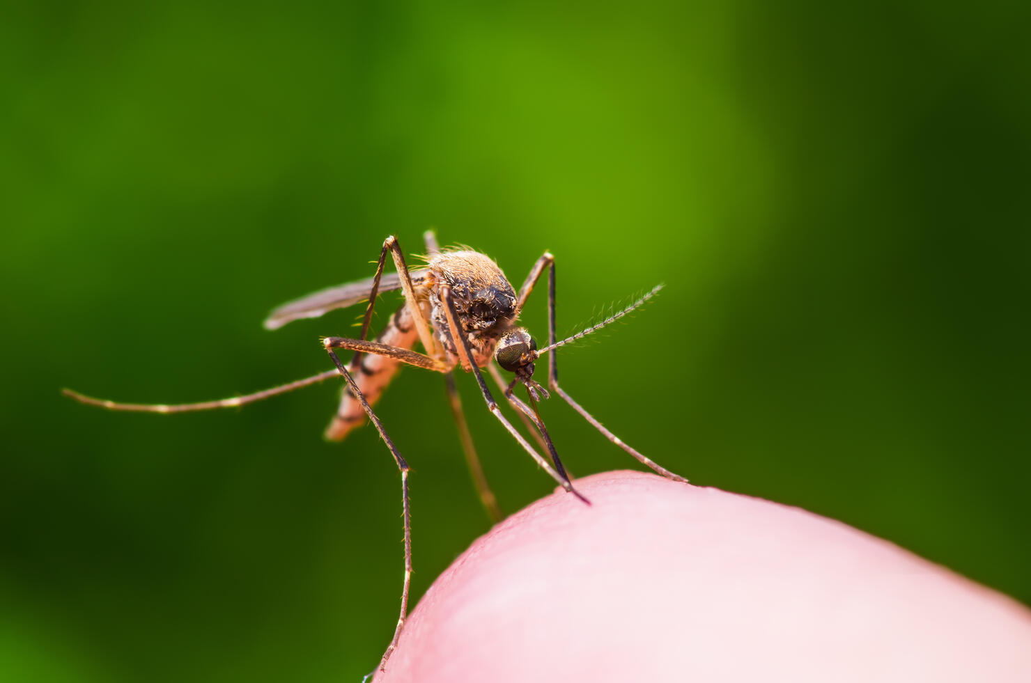 2 Ohio Cities Rank Among The Worst For Mosquitoes In The Us Iheart