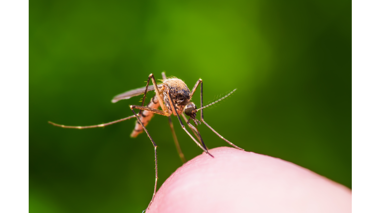 Yellow Fever, Malaria or Zika Virus Infected Mosquito Insect Bite on Green Background