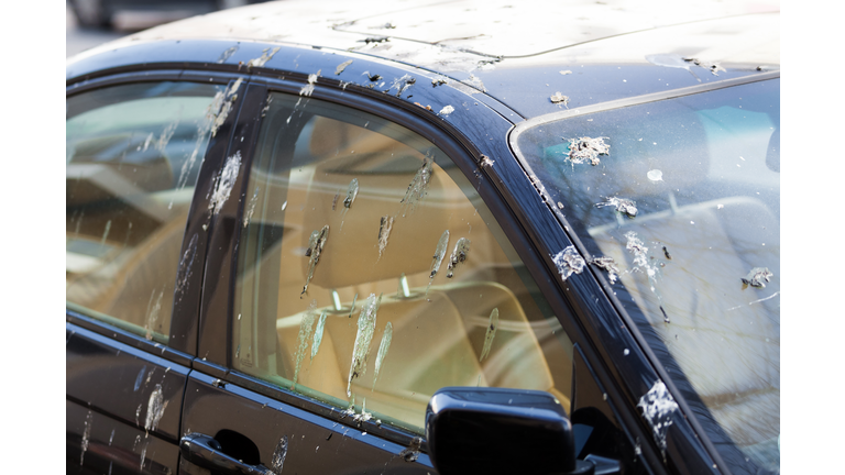 Bird droppings on car