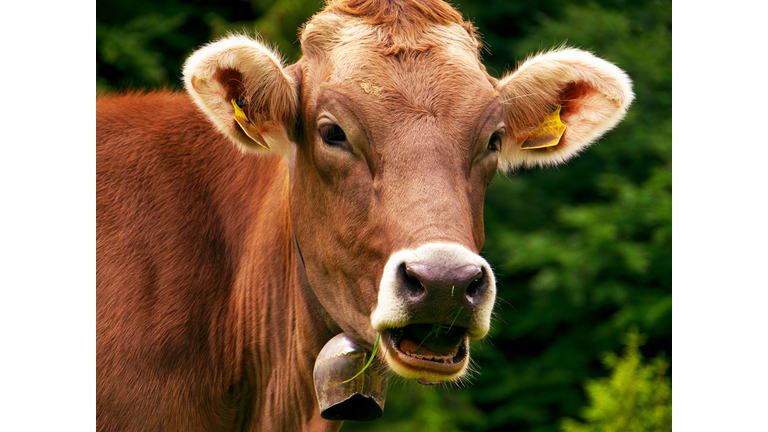 Astonished cow