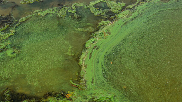 Algae Bloom Spotted at Duck Lake in Allegan County