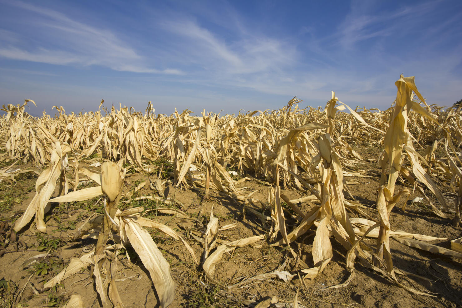 devastated corn field as a result of long time drought.
