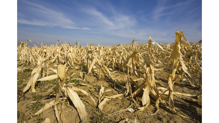 devastated corn field as a result of long time drought.