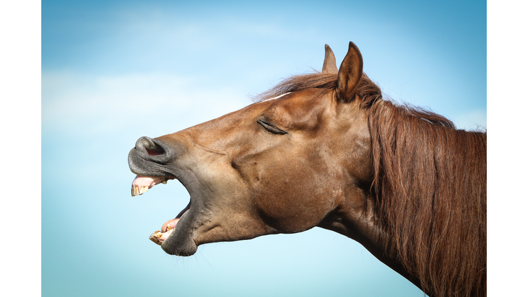 Profile of brown horse showing teeth