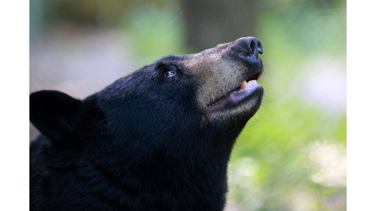 Close-Up Of Black Bear