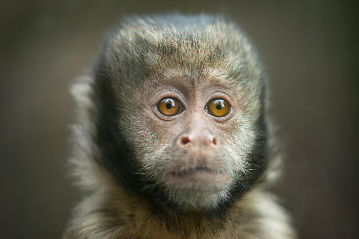 Close up of a yellow-breasted capuchin monkey at a zoo in Edinburgh, Scotland.