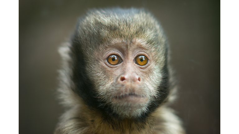 Close up of a yellow-breasted capuchin monkey at a zoo in Edinburgh, Scotland.