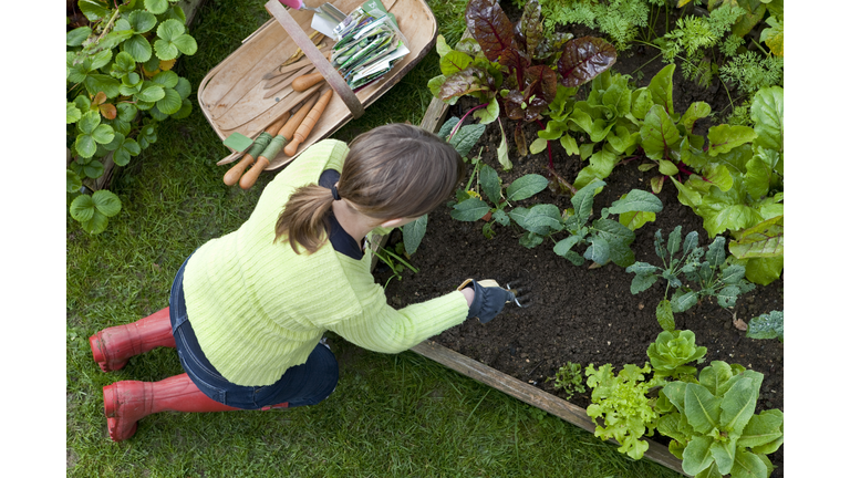 Lady Weeding A Corner of a Raised Bed Vegetable Garden