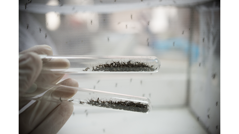 Cropped Hand Holding Mosquito In Test Tube At Laboratory