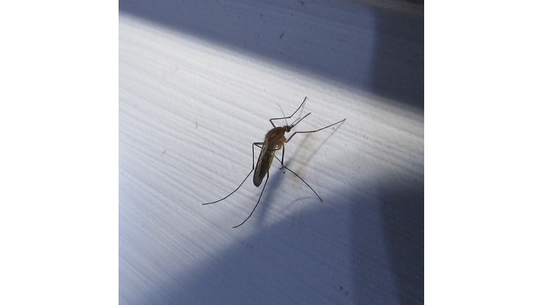 Close-Up Of Mosquito On Wall