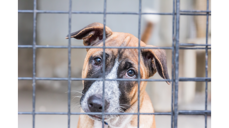 Shelter for homeless dogs, waiting for a new owner