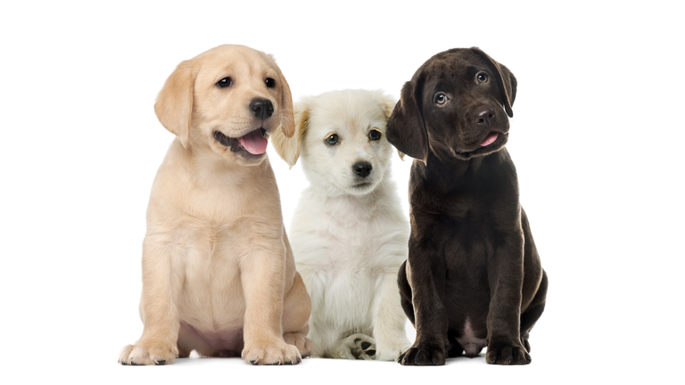 Groups of dogs, Labrador puppies, Puppy chocolate Labrador Retriever, in front of white background