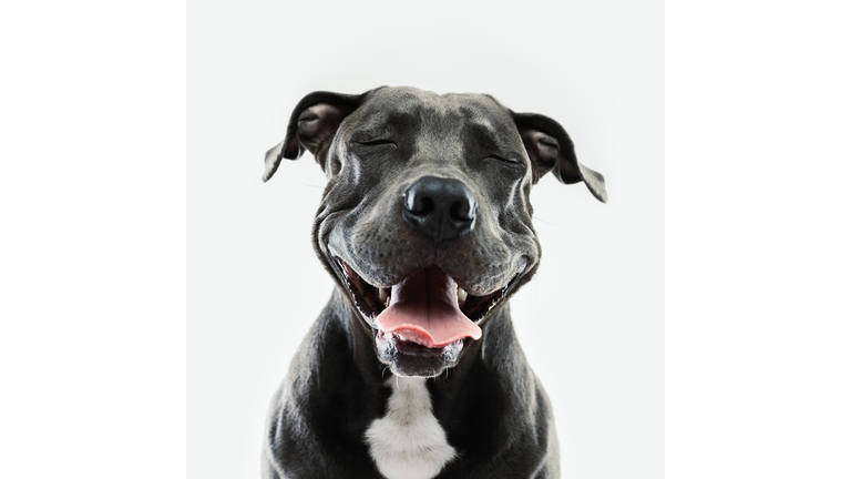 Pitbull dog portrait with human expression