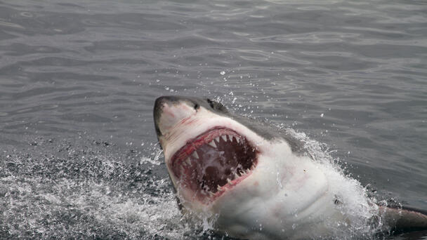 California Shark Attack Victim Punched It In The Face Before He Was Rescued