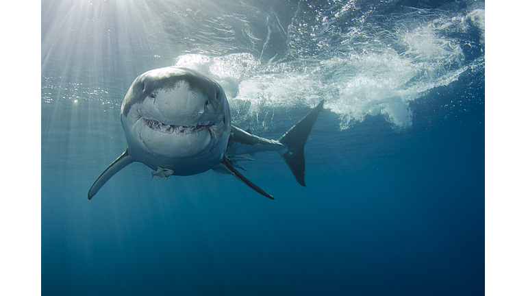 Smiling Great white shark