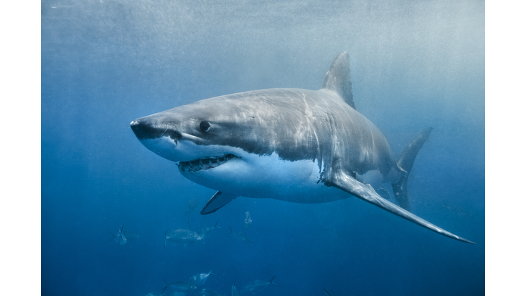 Great White Shark smile