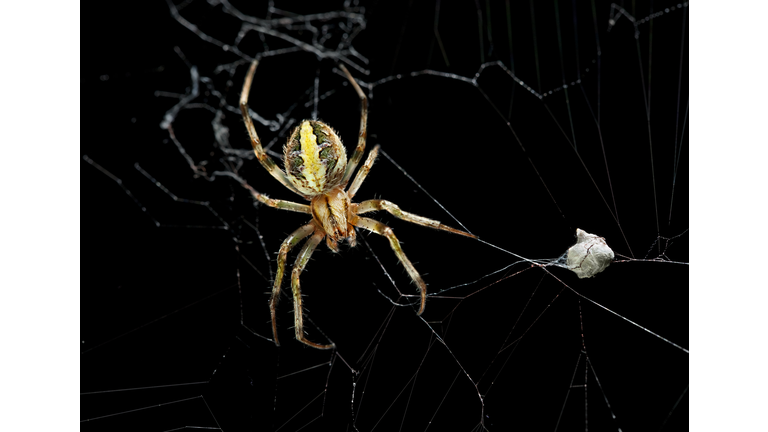 Female garden spider with eggs sac