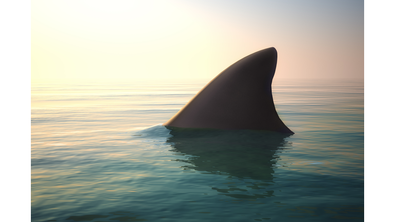 Shark fin above ocean water