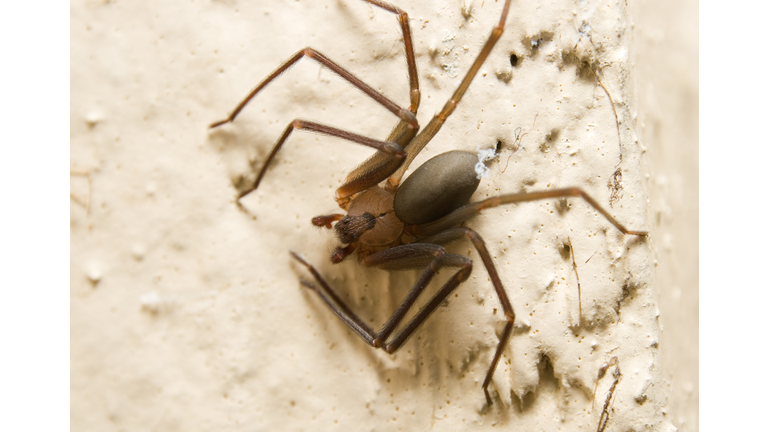 Brown Recluse