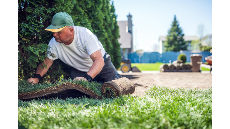 Senior man laying sod for new lawn