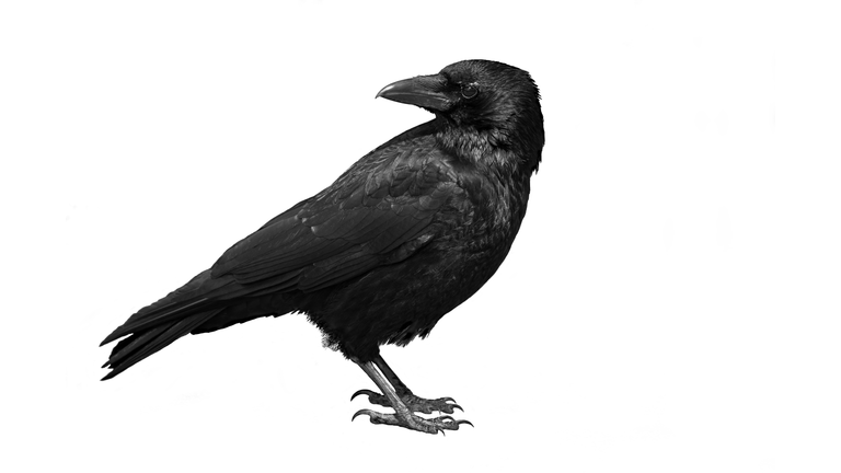 A black carrion crow on a white background
