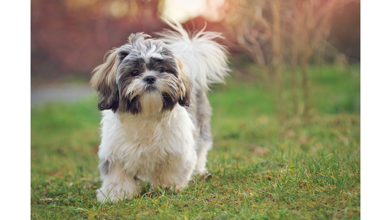 Shih tzu