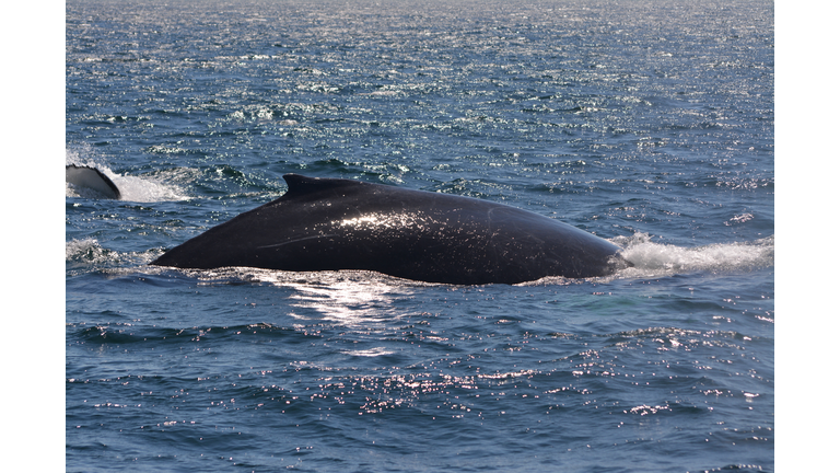 Humpbacks