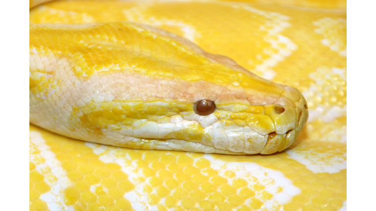 burmese python ( molorus bivittatus )