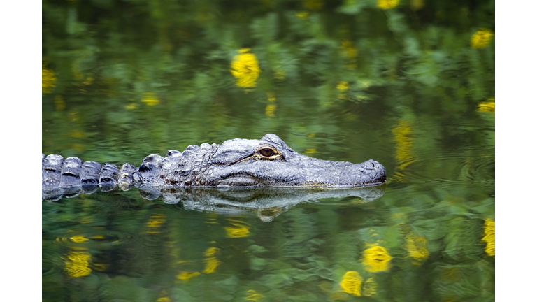 American Alligator Swimming in Everglades