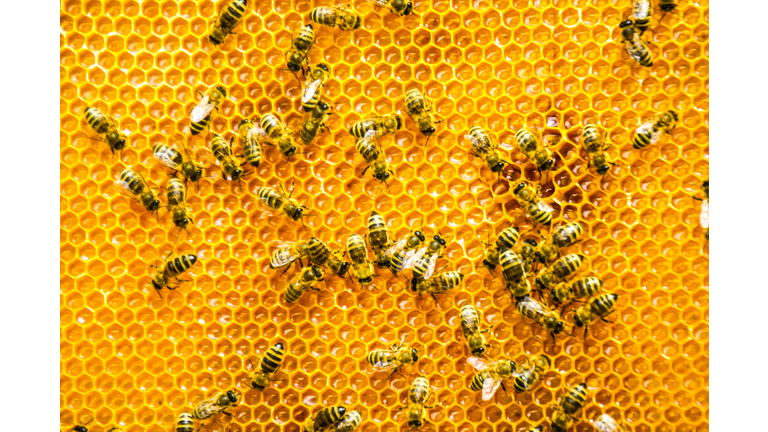 Close-Up Of Honey Bees On Beehive