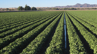 Alternative Agriculture