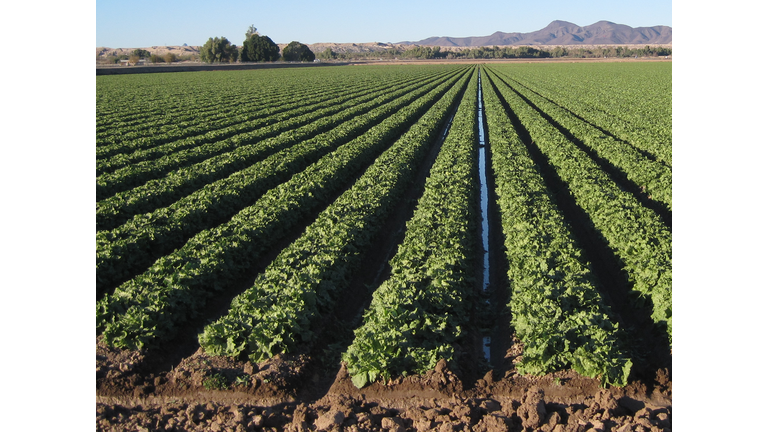 Alternative Agriculture